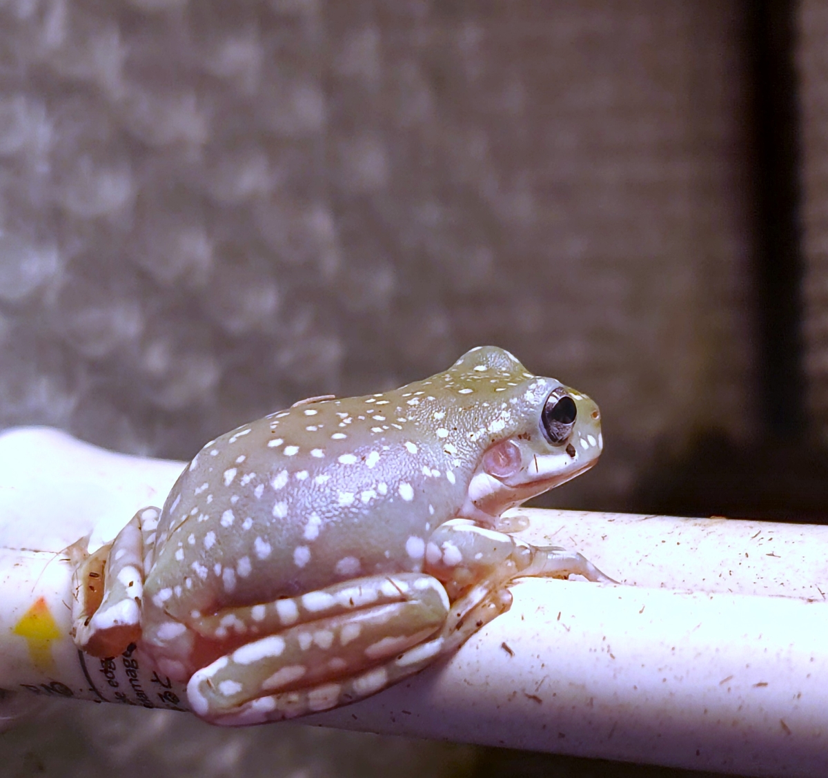 イエアメガエル ブルーアイ スーパースノーフレーク | ワイルドスカイ通販